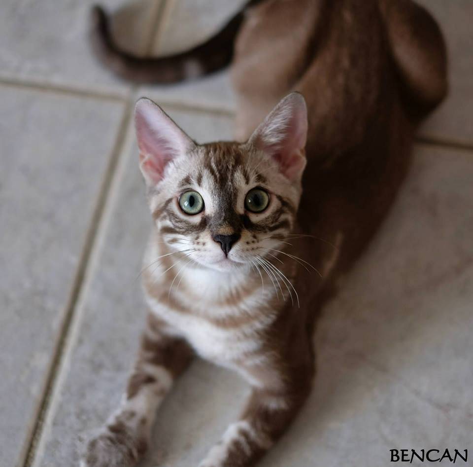 cattery one in a million - Lego