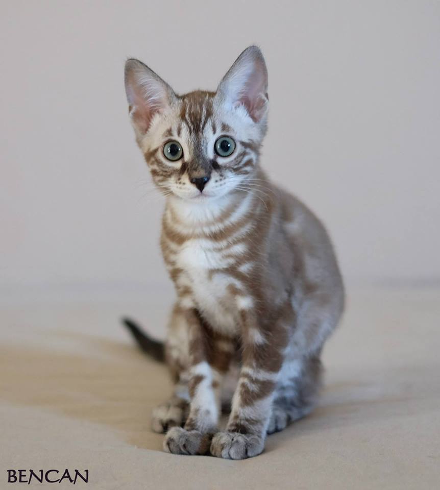 cattery one in a million - Lego