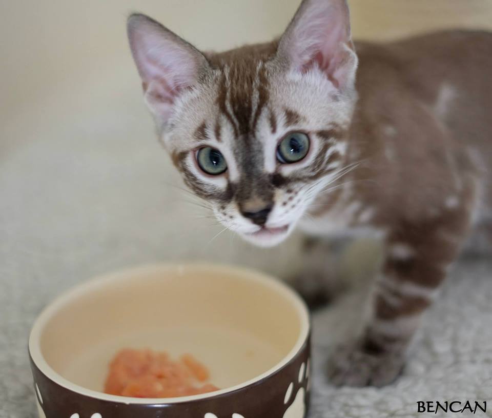 cattery one in a million - Lego