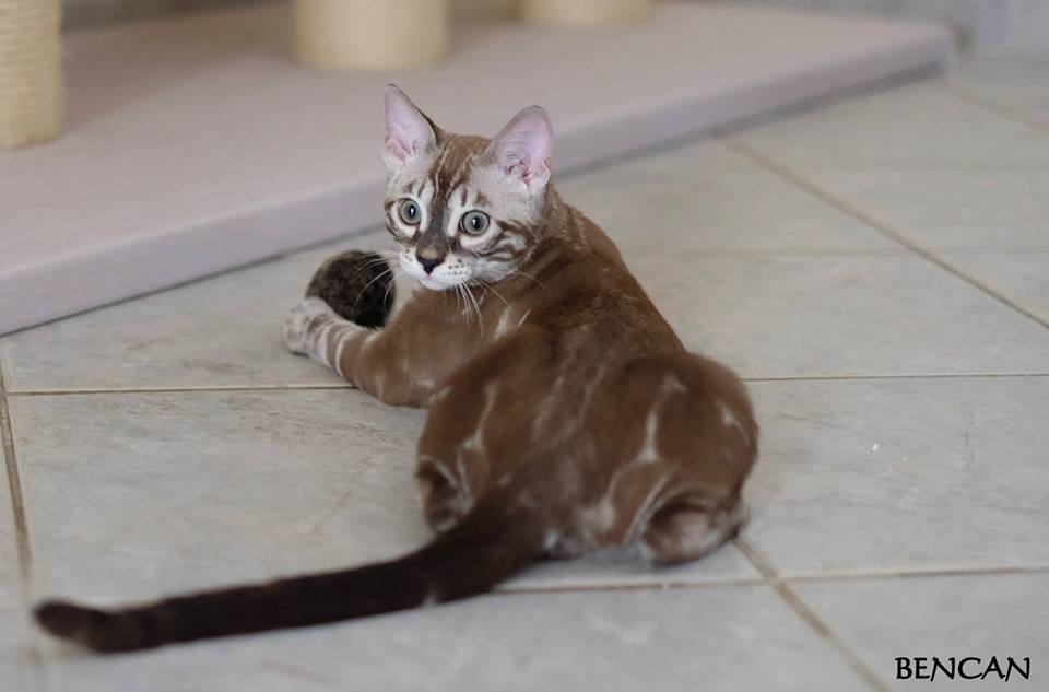 cattery one in a million - Lego