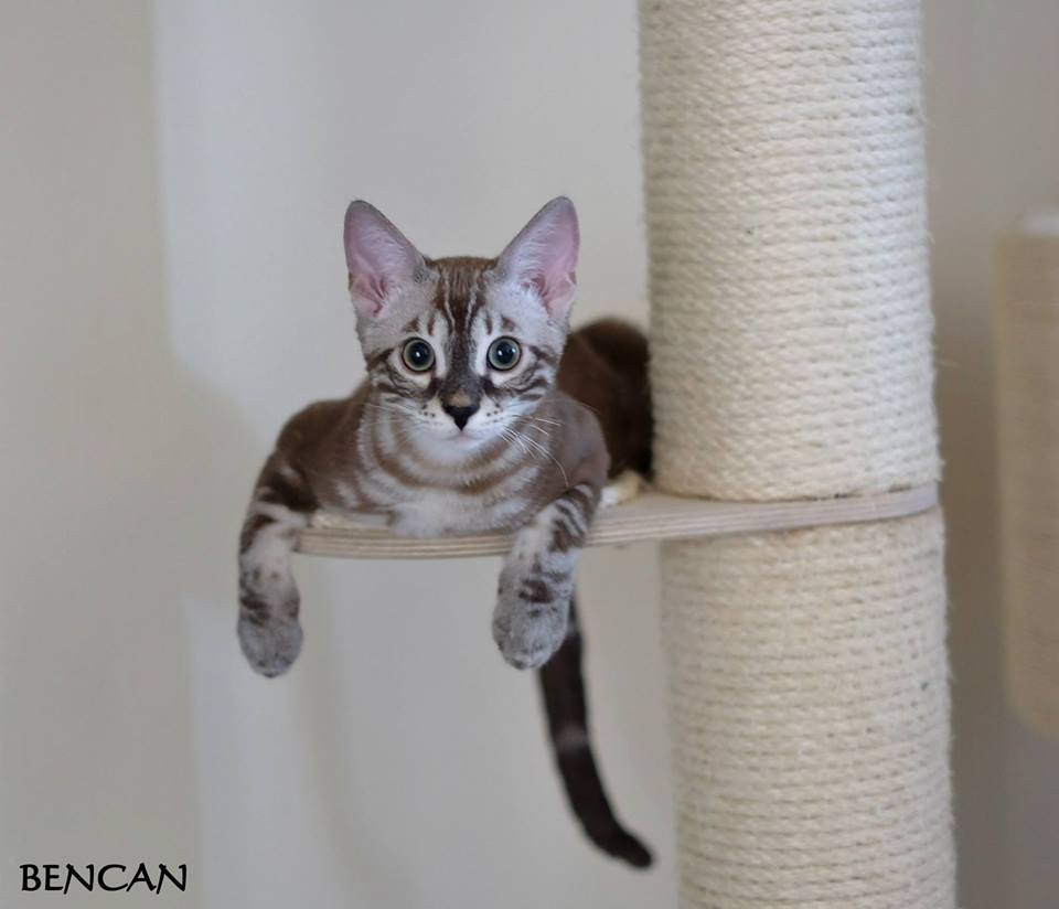 cattery one in a million - Lego