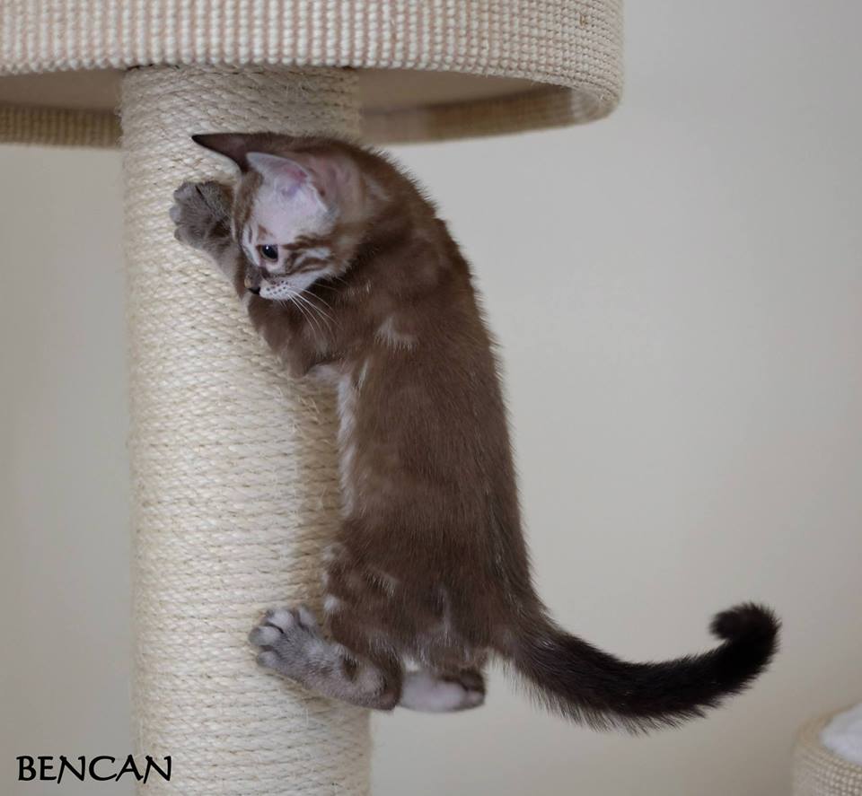 cattery one in a million - Lego