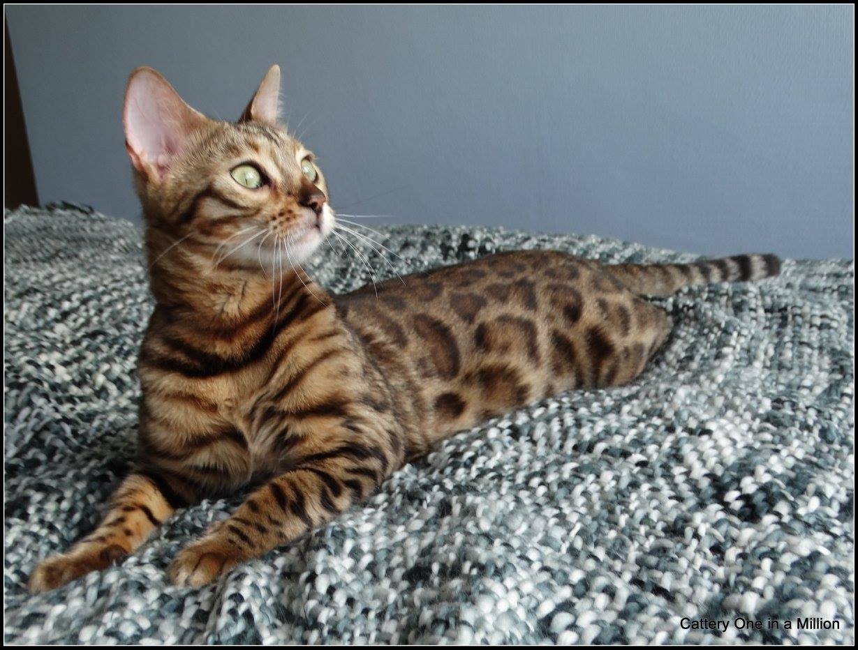 cattery one in a million - Stella