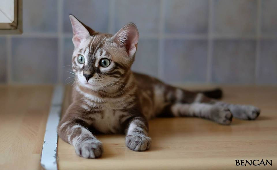 cattery one in a million - Lego