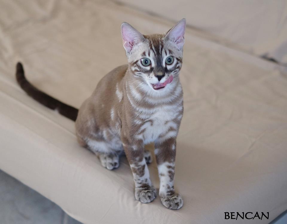 cattery one in a million - Lego