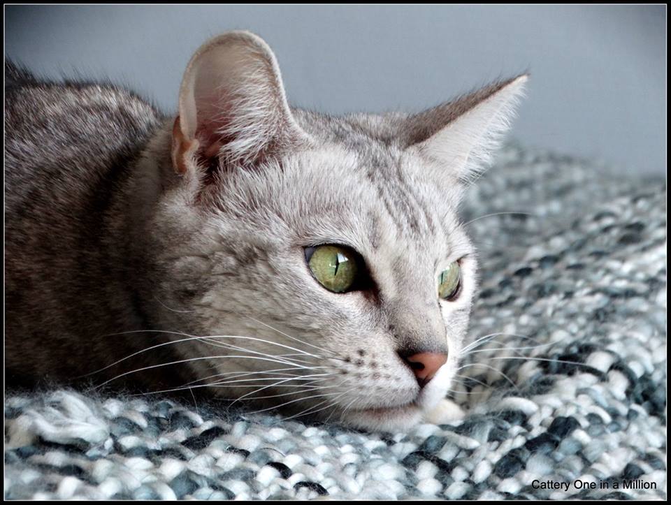 cattery one in a million- earendil