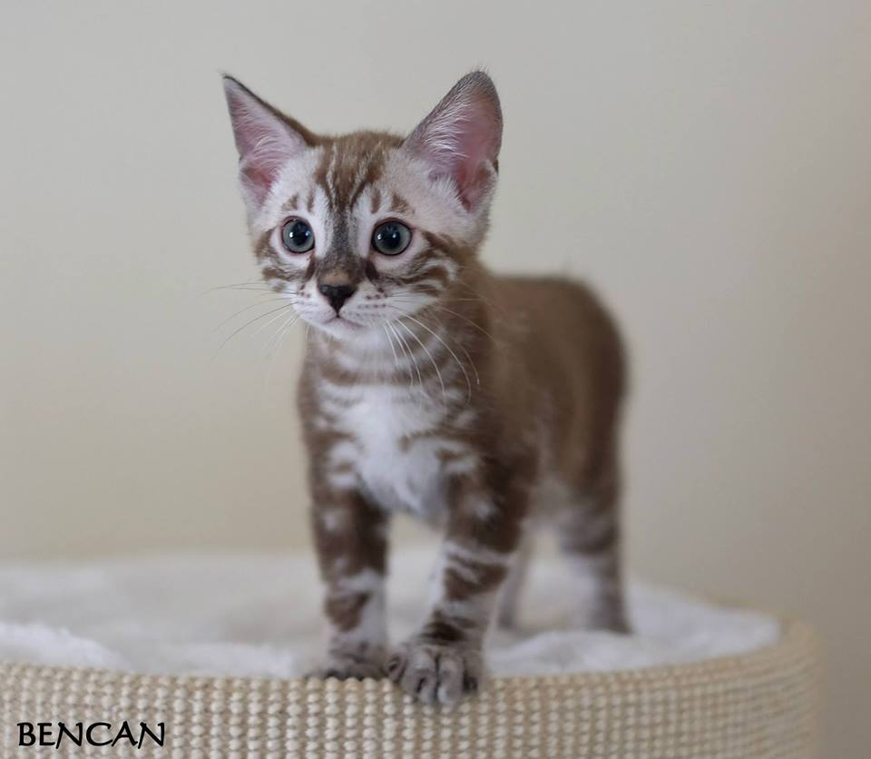 cattery one in a million - Lego