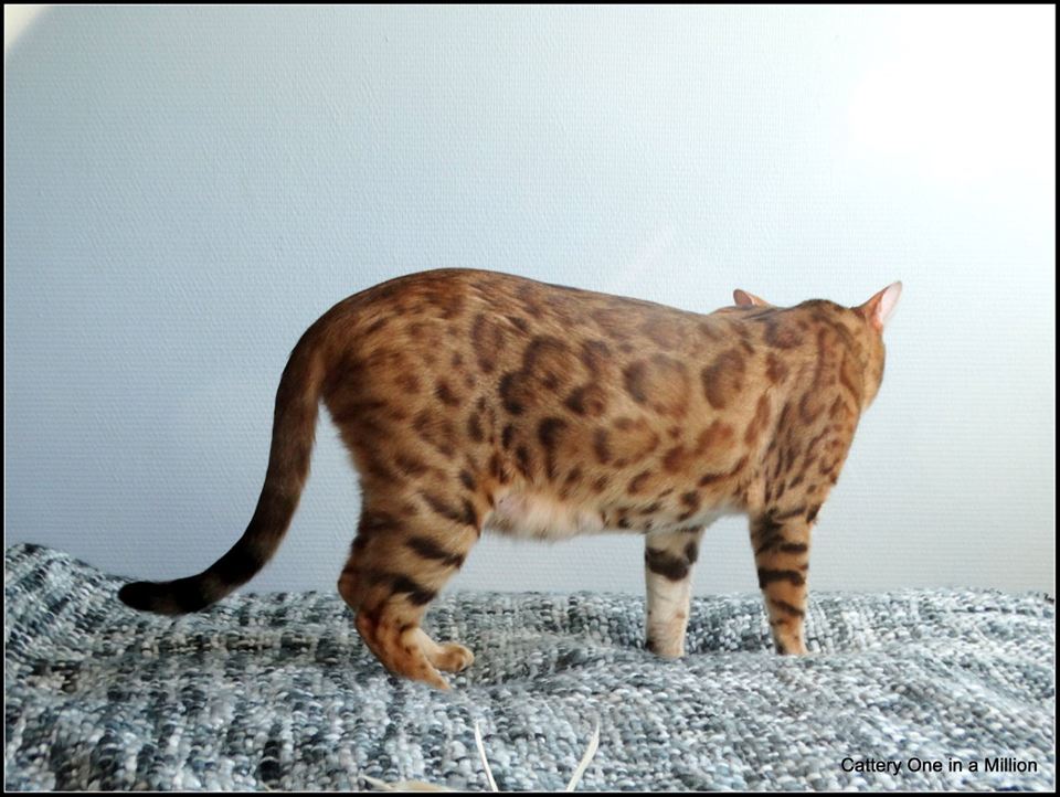Cattery One in a Million - black tabby bengaal