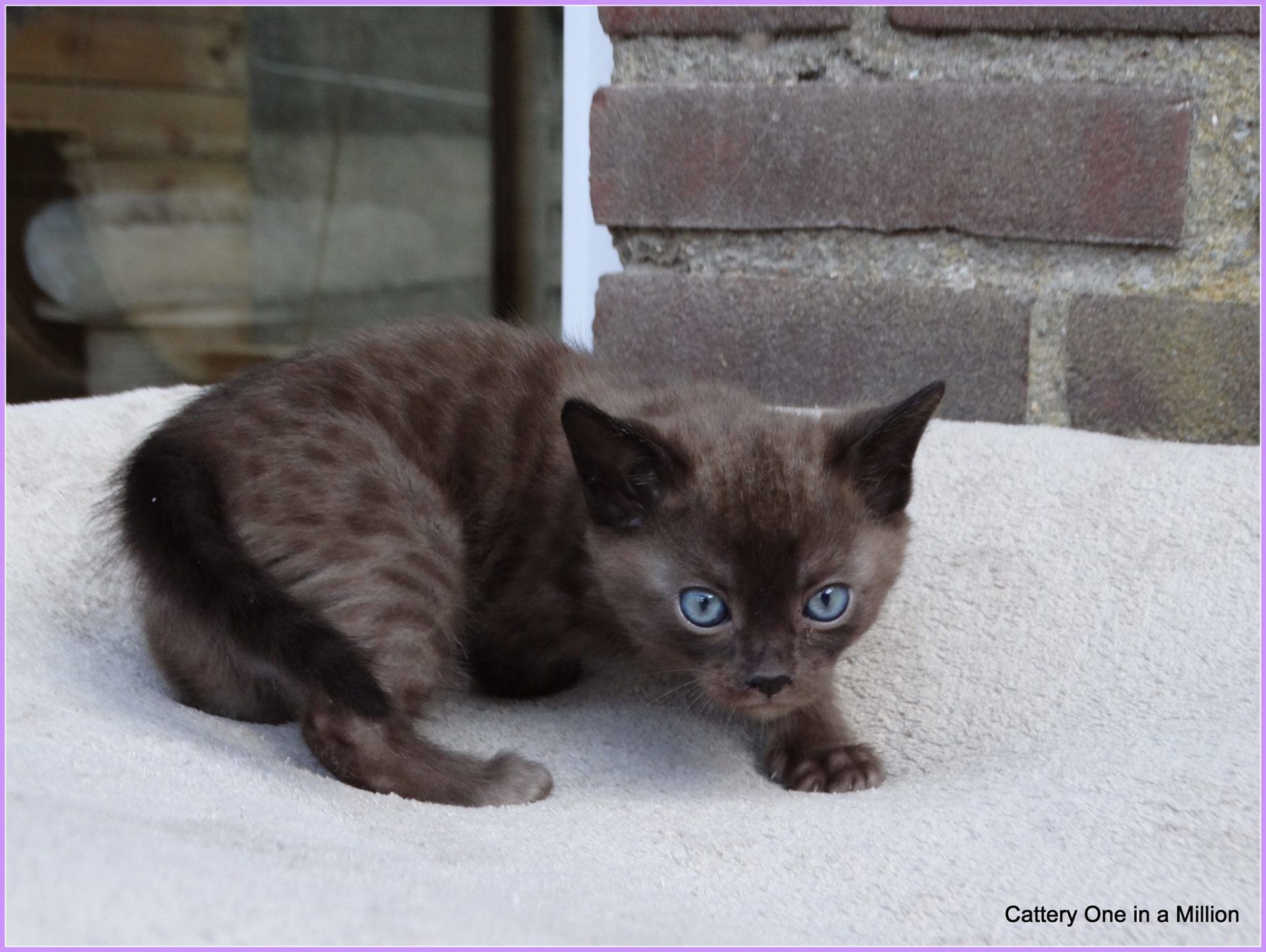 cattery one in a million - de sneeuwbengaal