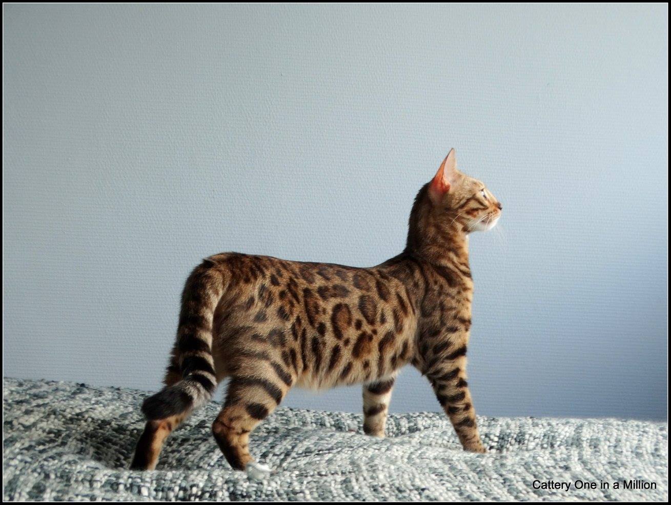 cattery one in a million - Stella