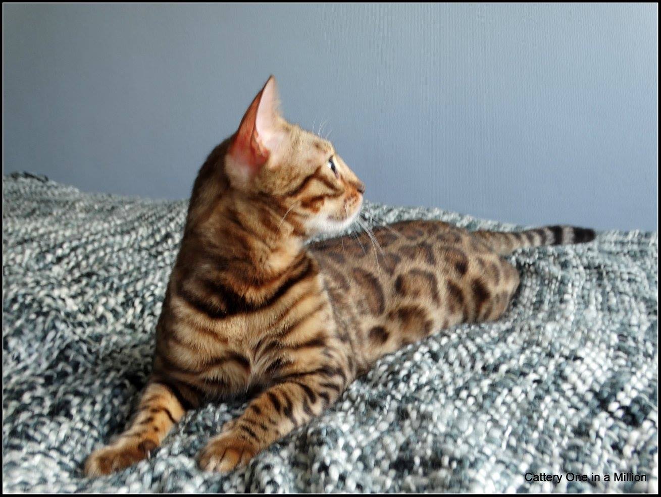 cattery one in a million - Stella