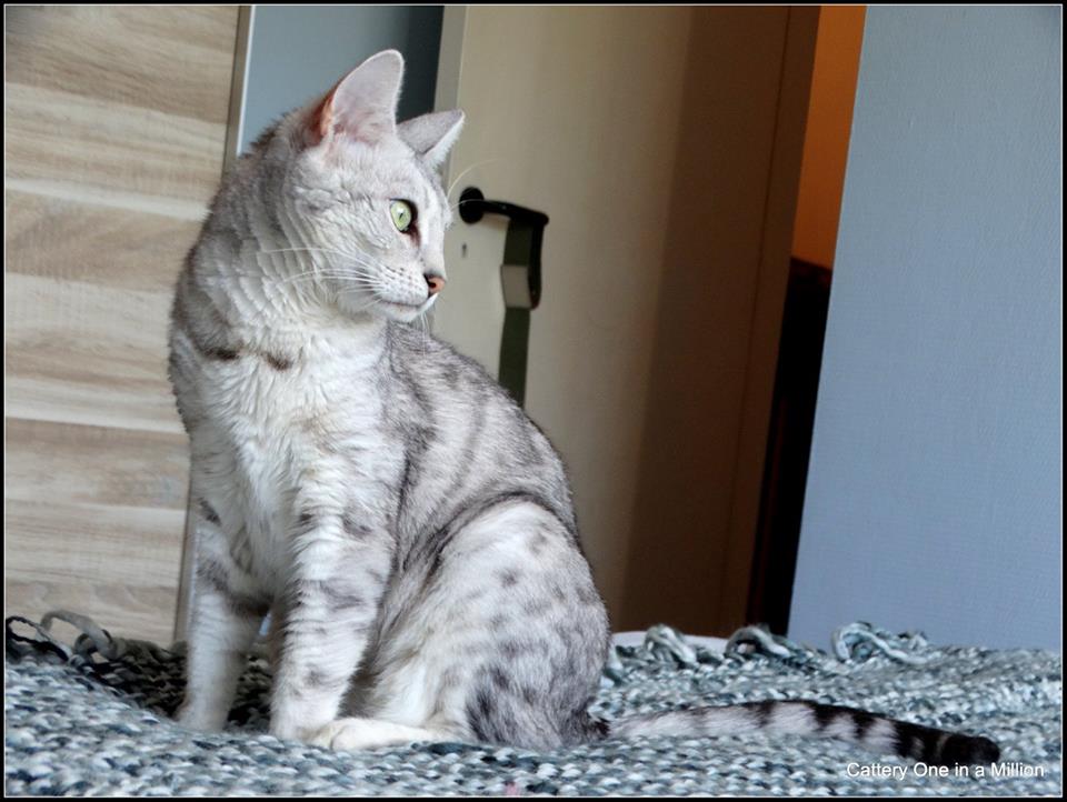 cattery one in a million- earendil