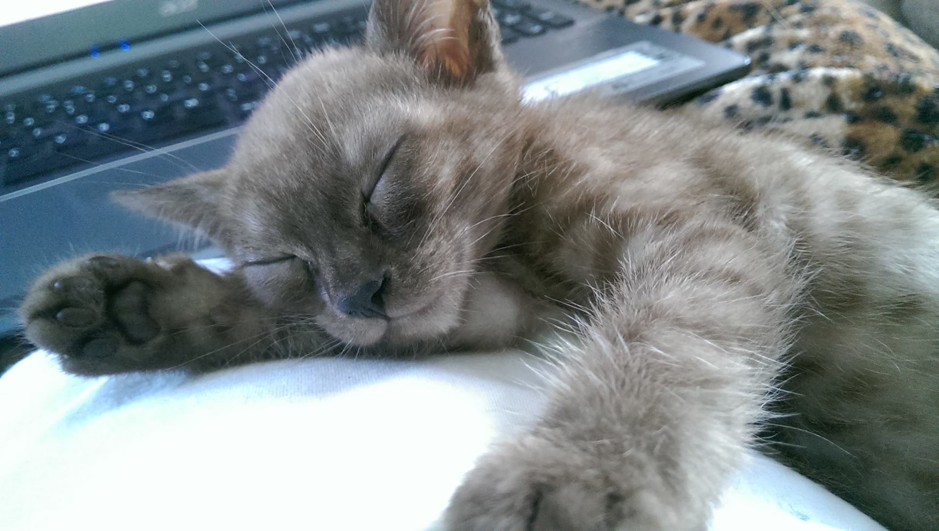 cattery one in a million - de sneeuwbengaal