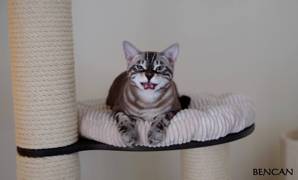 cattery one in a million - Lego