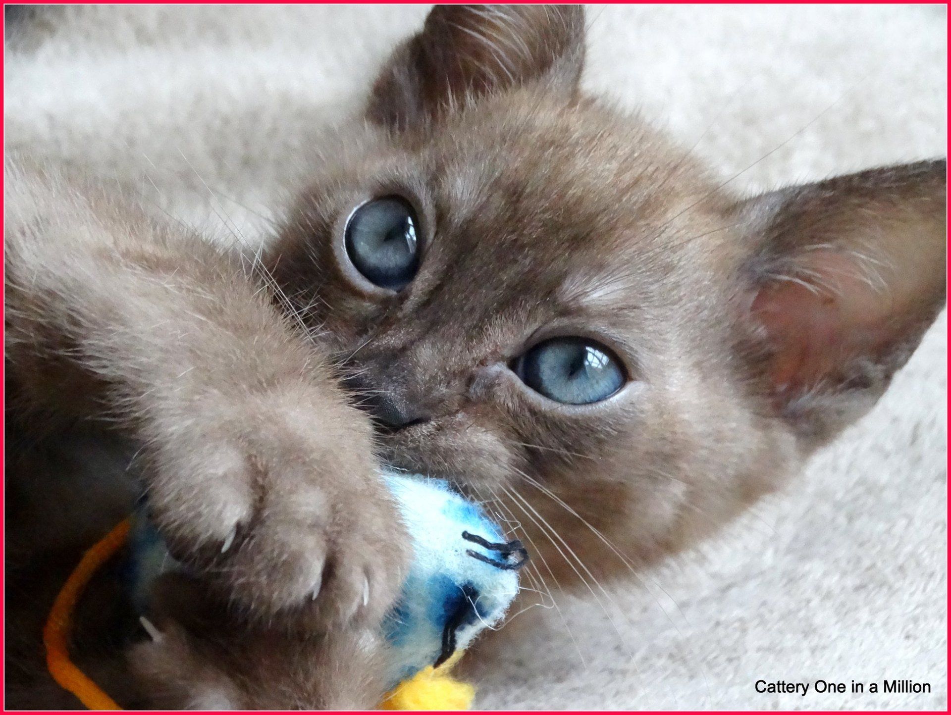 cattery one in a million - de sneeuwbengaal