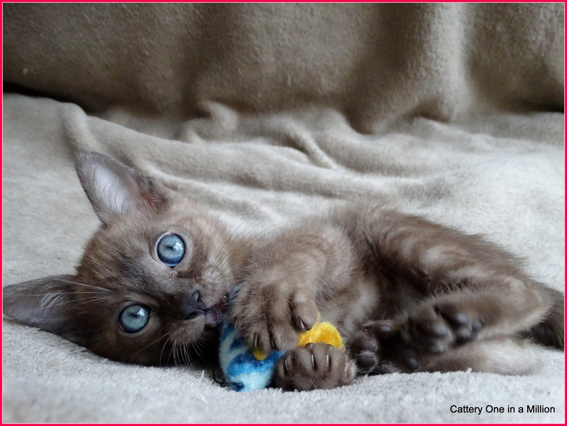 cattery one in a million - de sneeuwbengaal