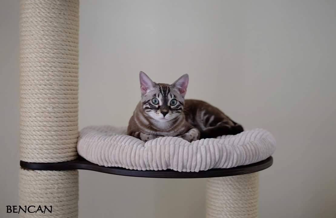 cattery one in a million - Lego