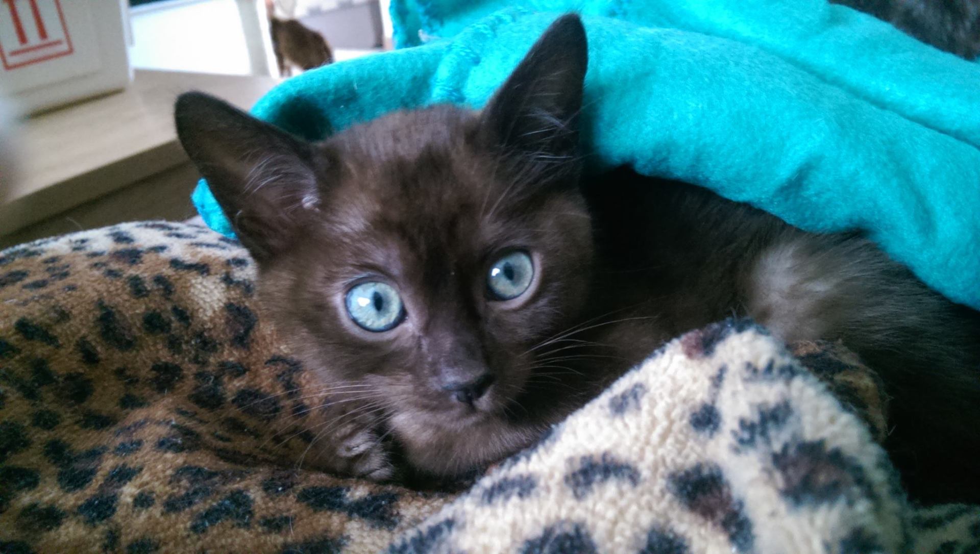 cattery one in a million - de sneeuwbengaal