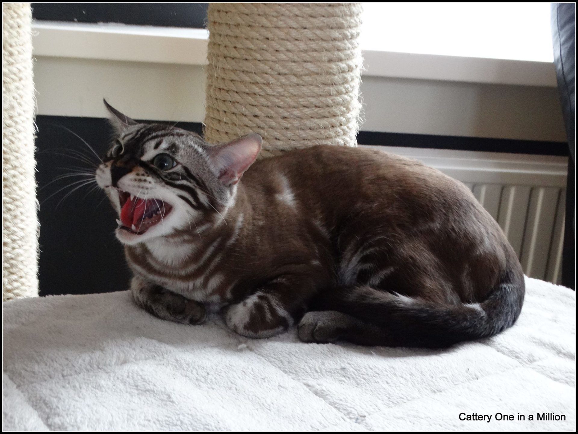 cattery one in a million - Lego