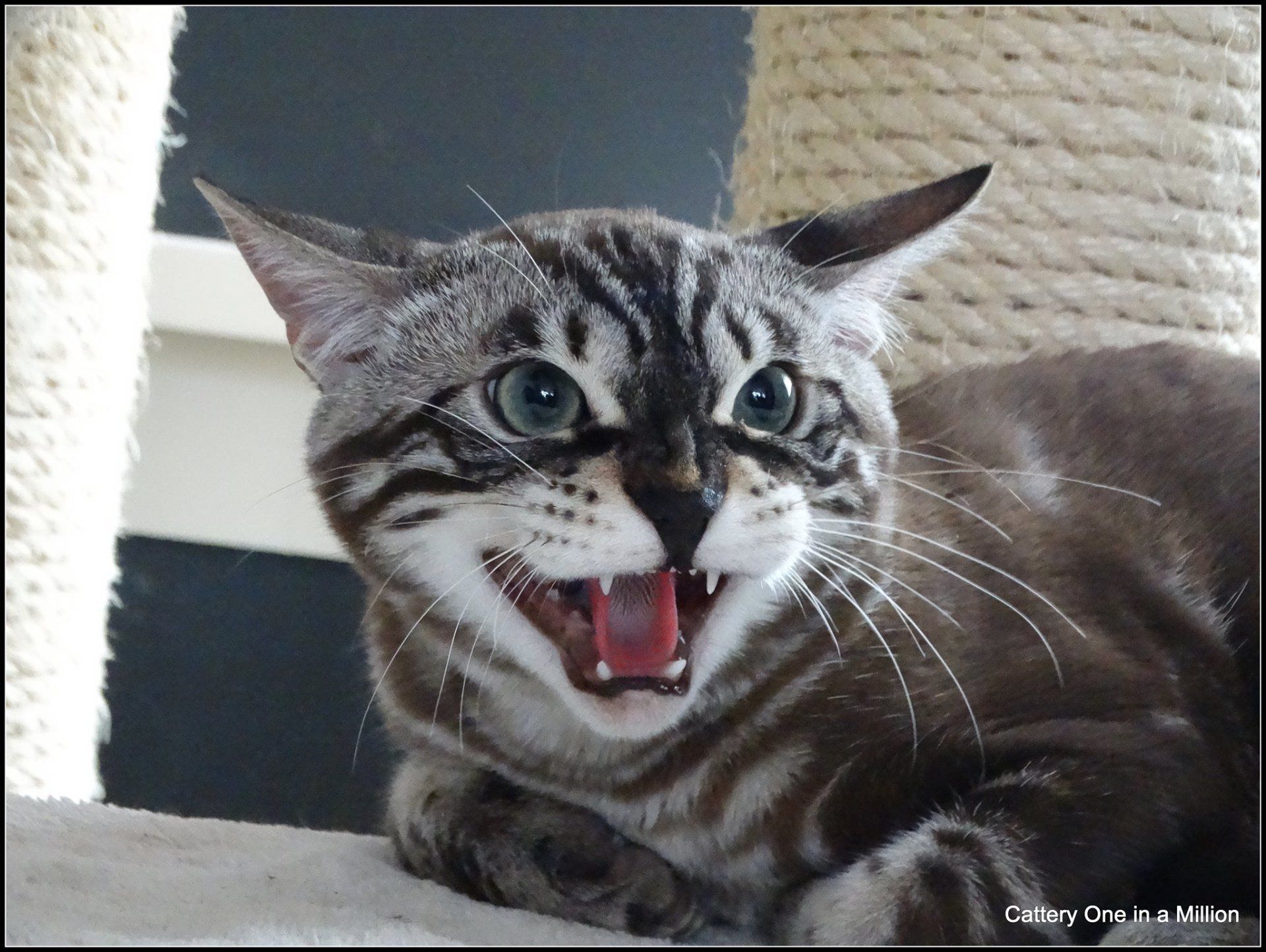 cattery one in a million - Lego