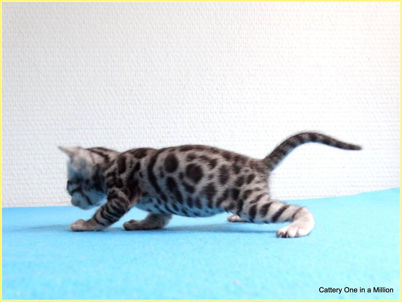 cattery one in a million - Jazz