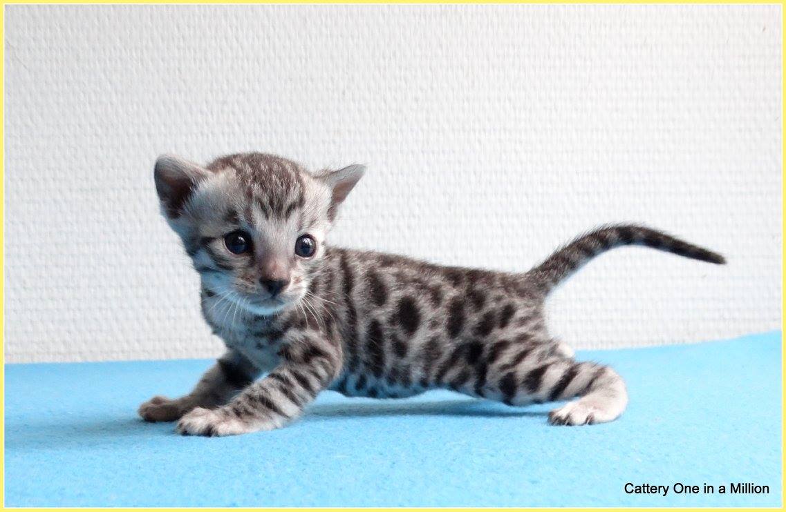 cattery one in a million - Jazz