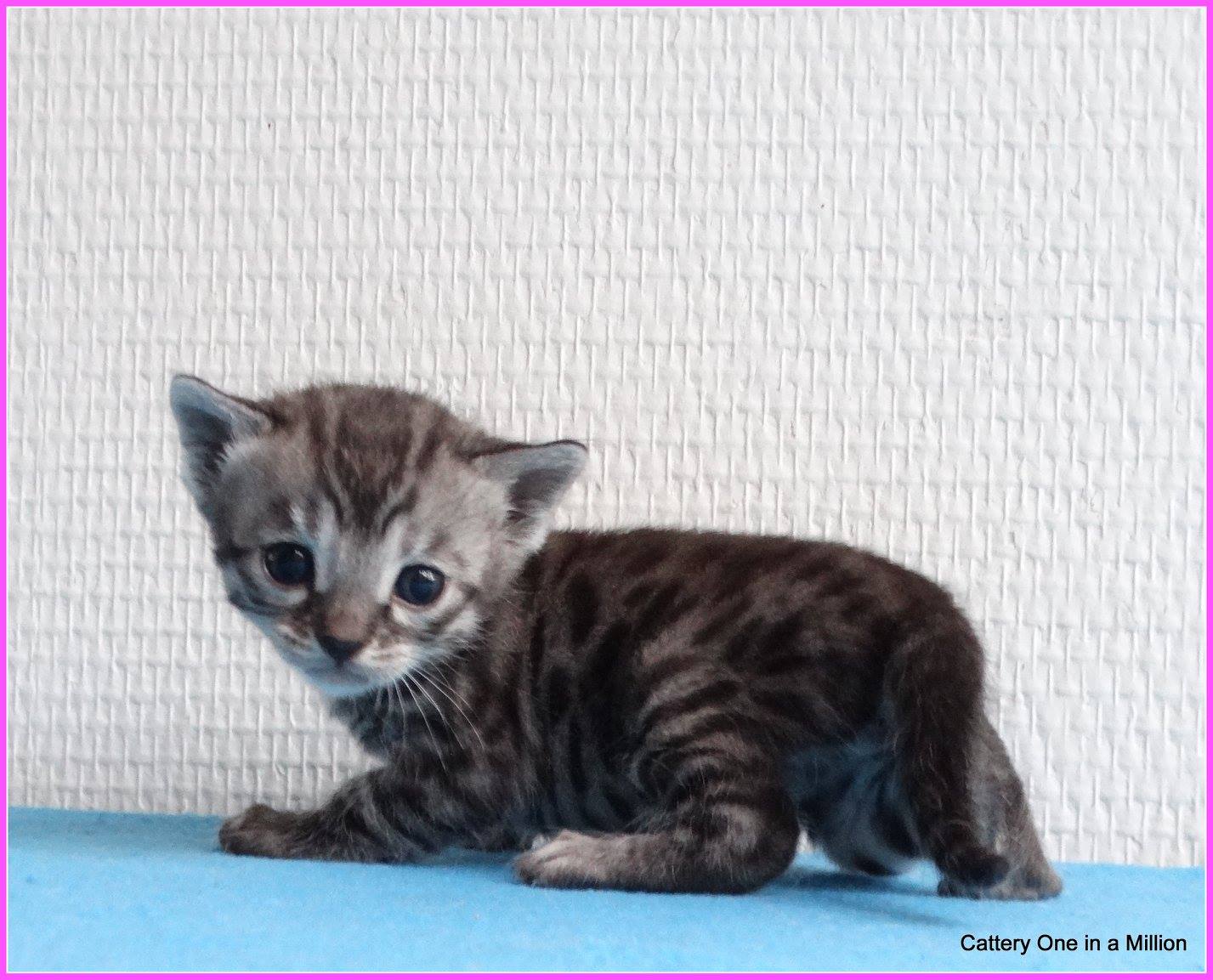 cattery one in a million - de zilverbengaal