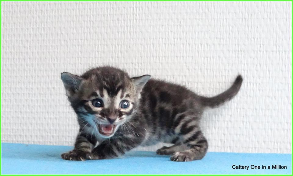 Cattery One in a Million - charcoal bengaal