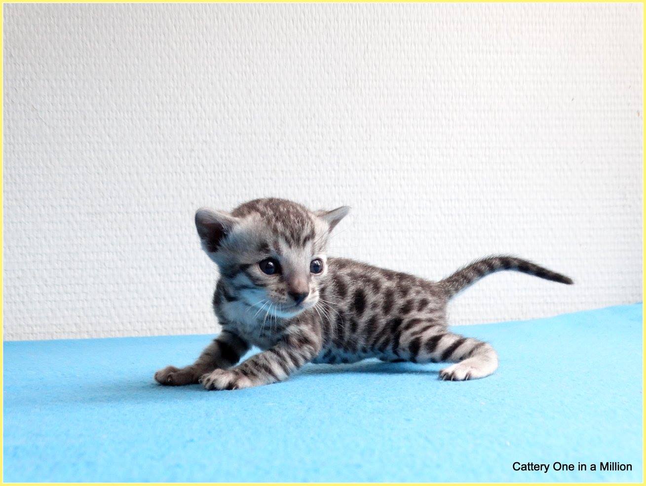 cattery one in a million - de zilverbengaal