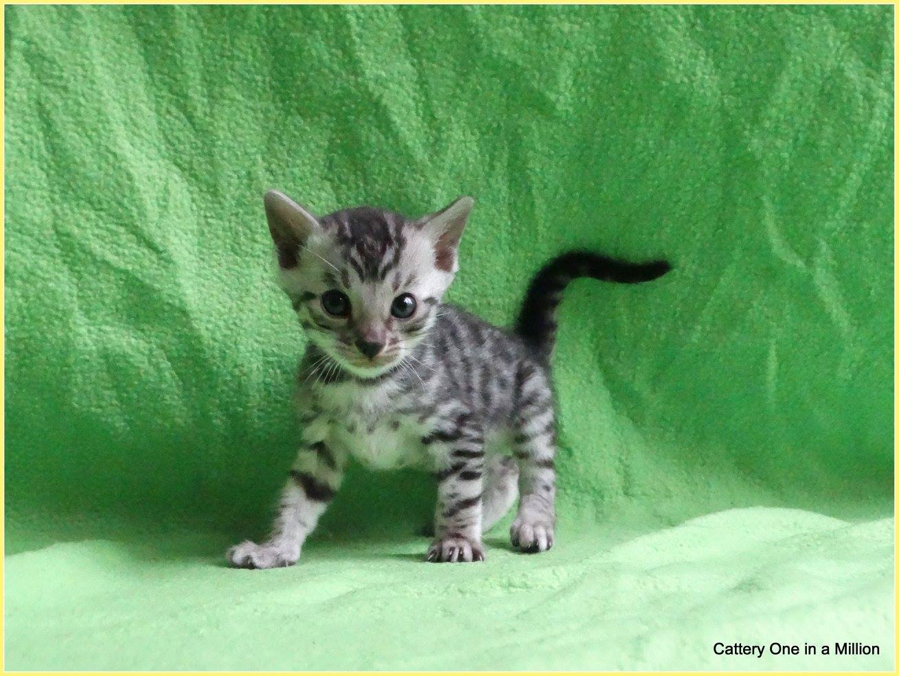 cattery one in a million - Jazz