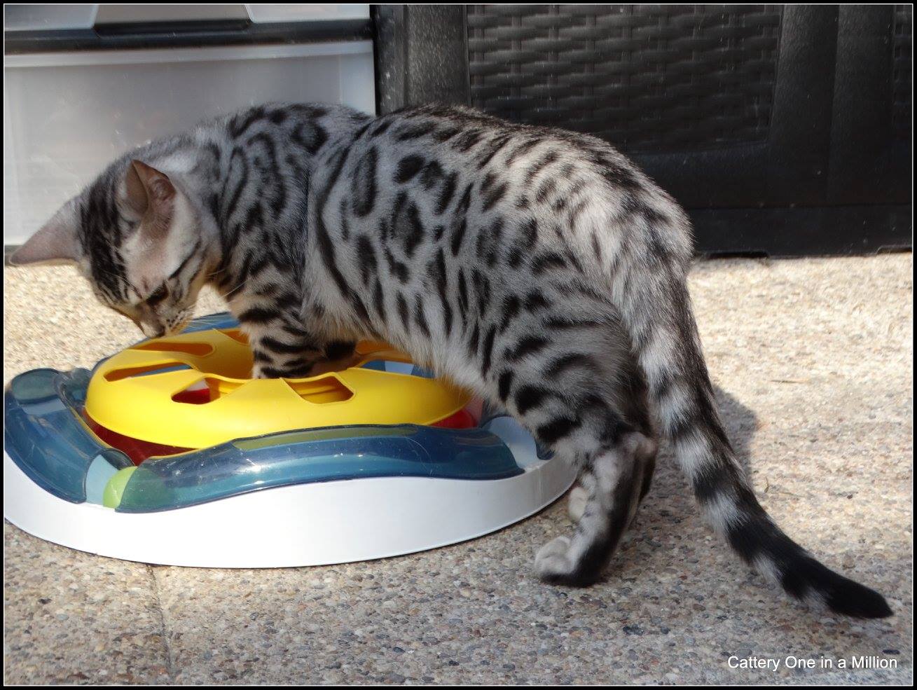 cattery one in a million - Jazz