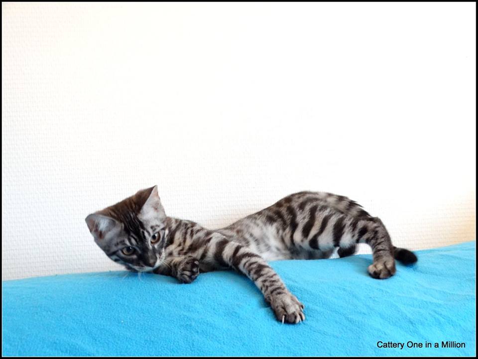 cattery one in a million - de zilverbengaal
