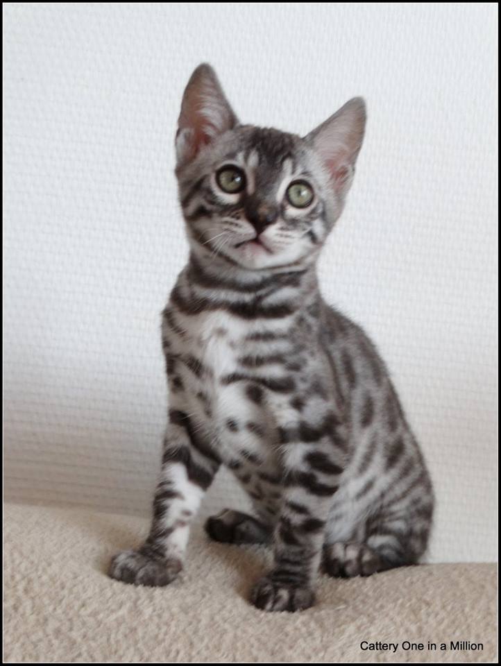 cattery one in a million - de zilverbengaal