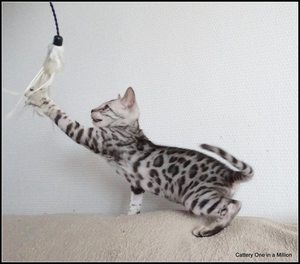 cattery one in a million - Jazz