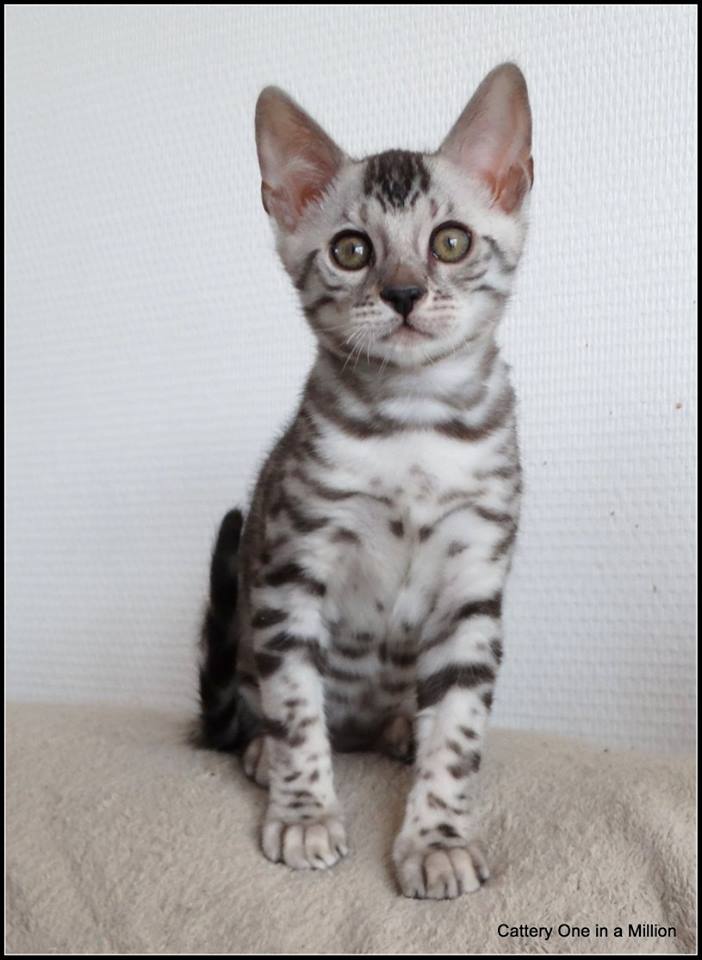 cattery one in a million - de zilverbengaal