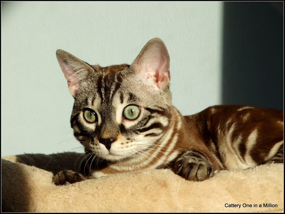 cattery one in a million - Lego