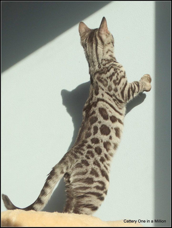 cattery one in a million - de zilverbengaal
