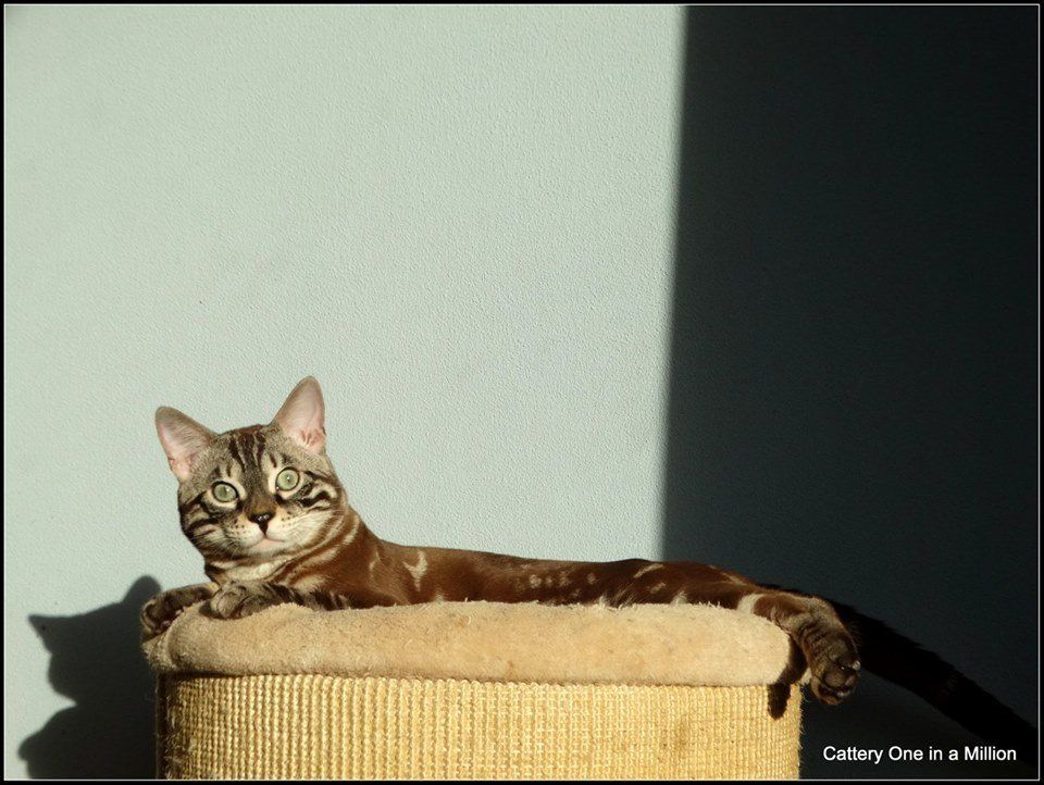 cattery one in a million - Lego