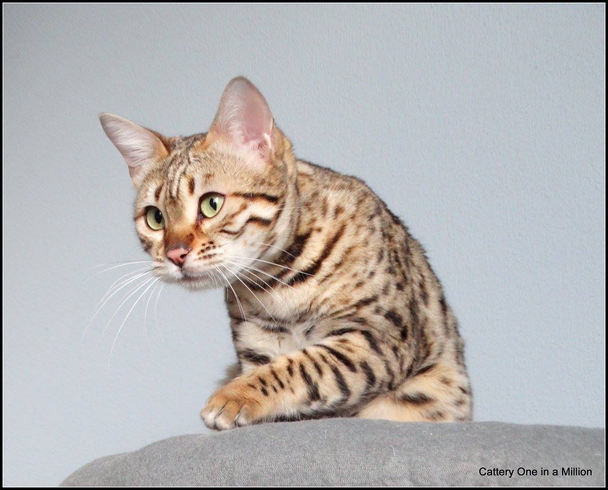 cattery One ina  Million