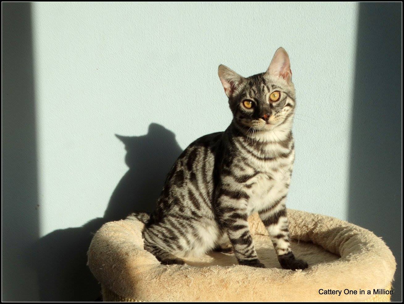 cattery one in a million - Topaz