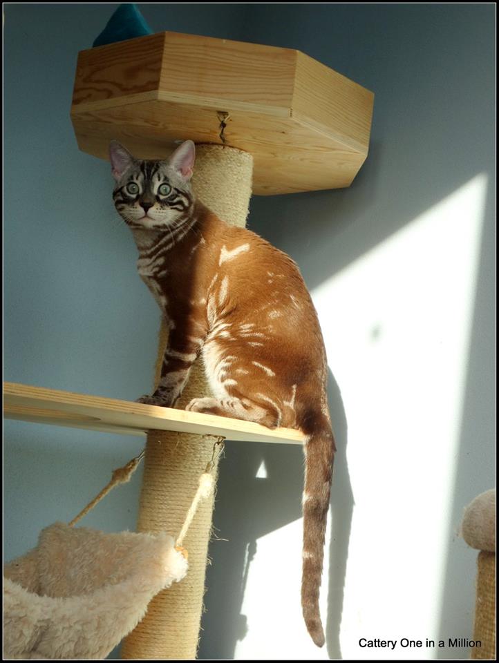 cattery one in a million - Lego