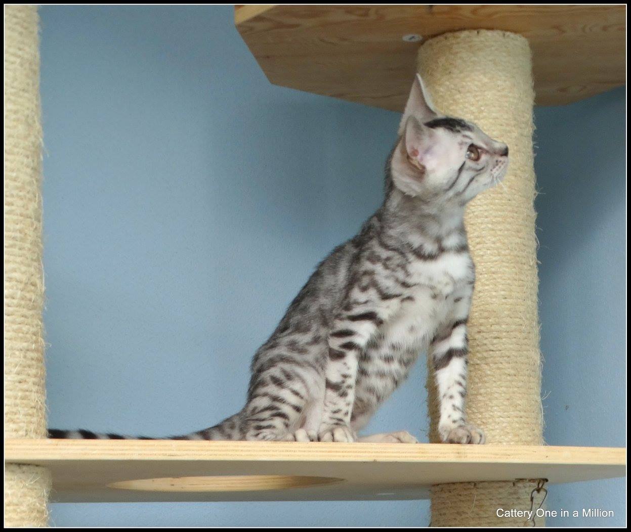 cattery one in a million - Jazz