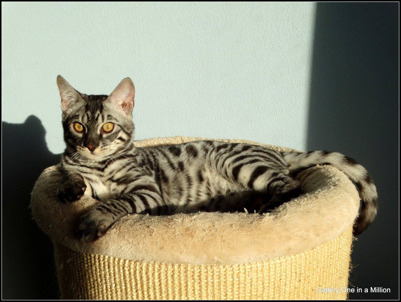 cattery one in a million - de zilverbengaal