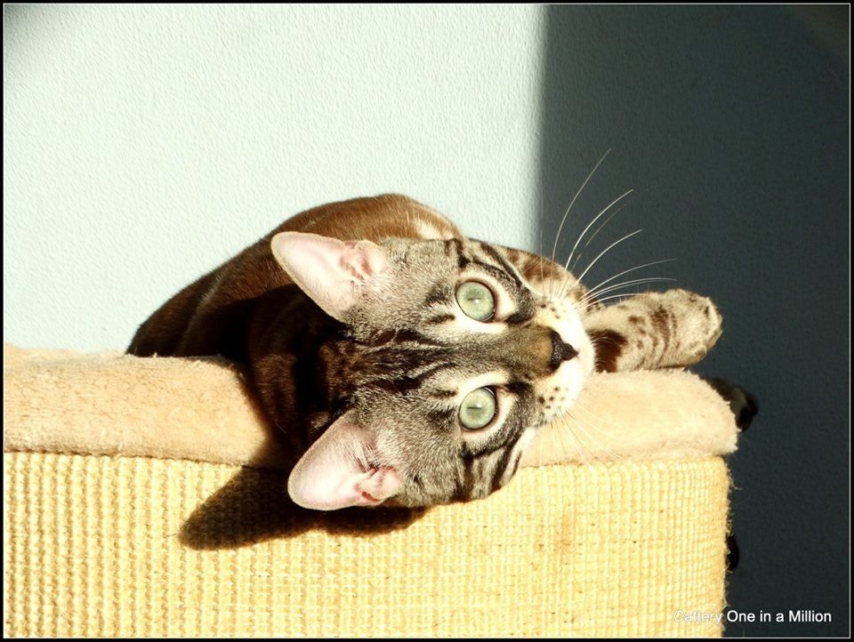 cattery one in a million - de sneeuwbengaal