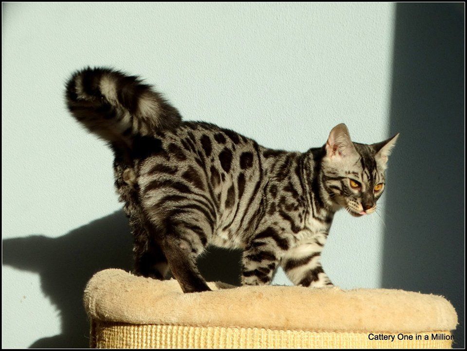 cattery one in a million - de zilverbengaal