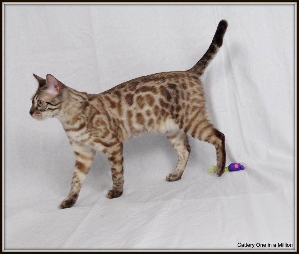 cattery one in a million - de sneeuwbengaal