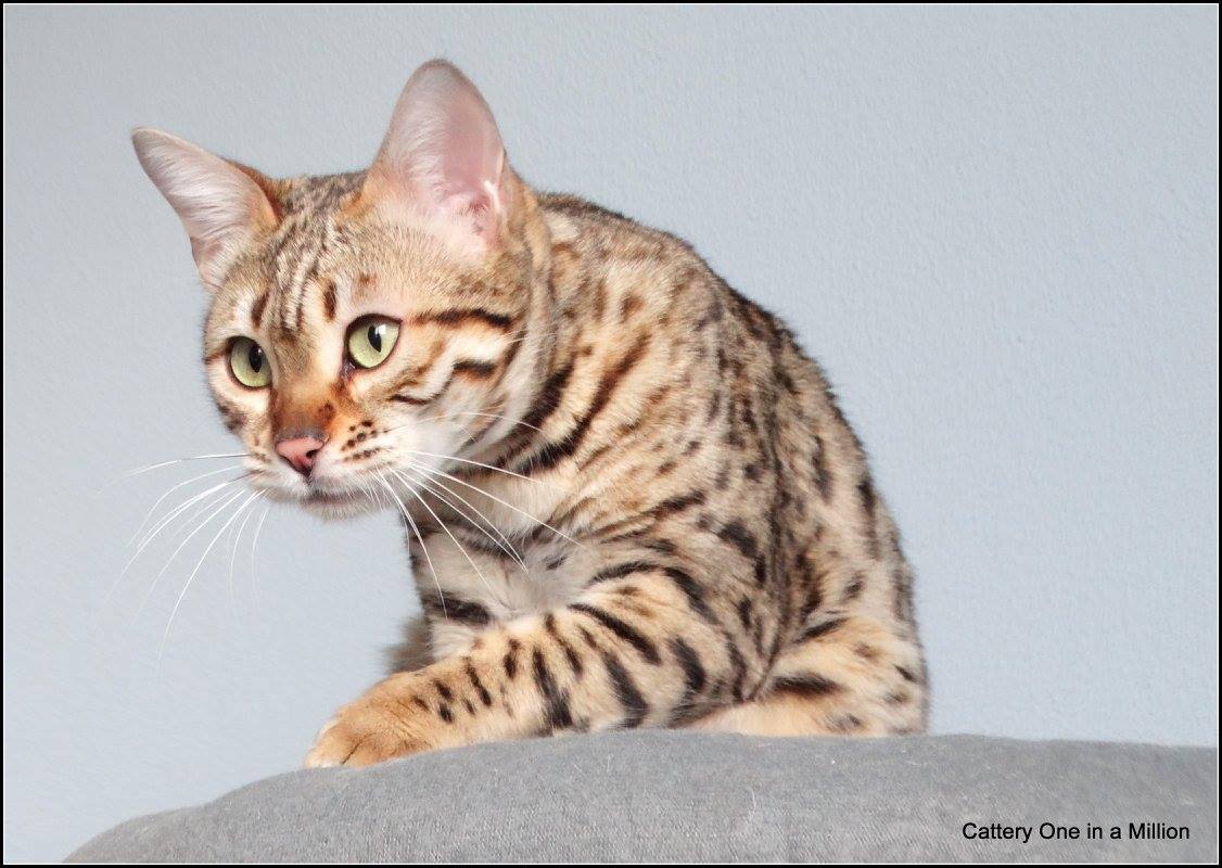 cattery One ina  Million