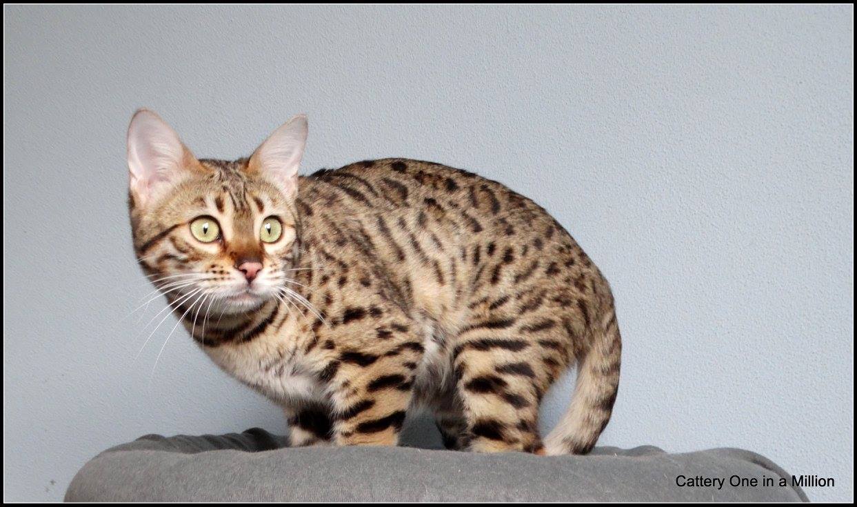 cattery One ina  Million