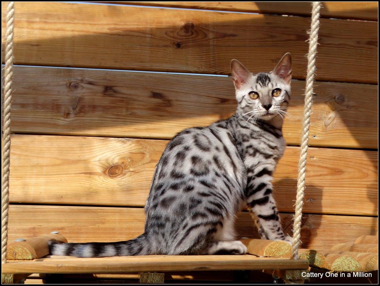 cattery one in a million - Jazz