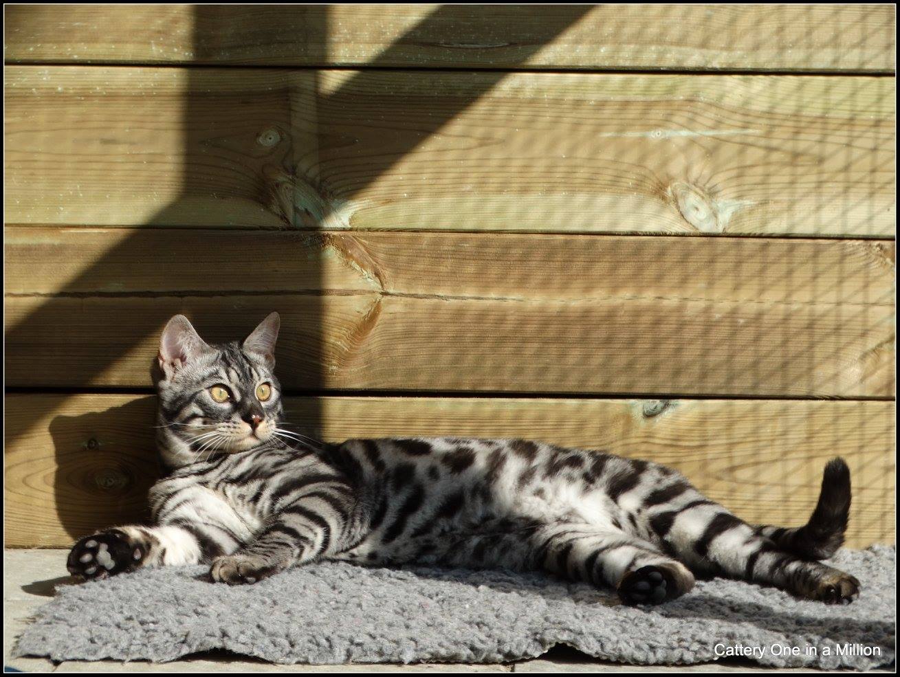 cattery one in a million - Topaz